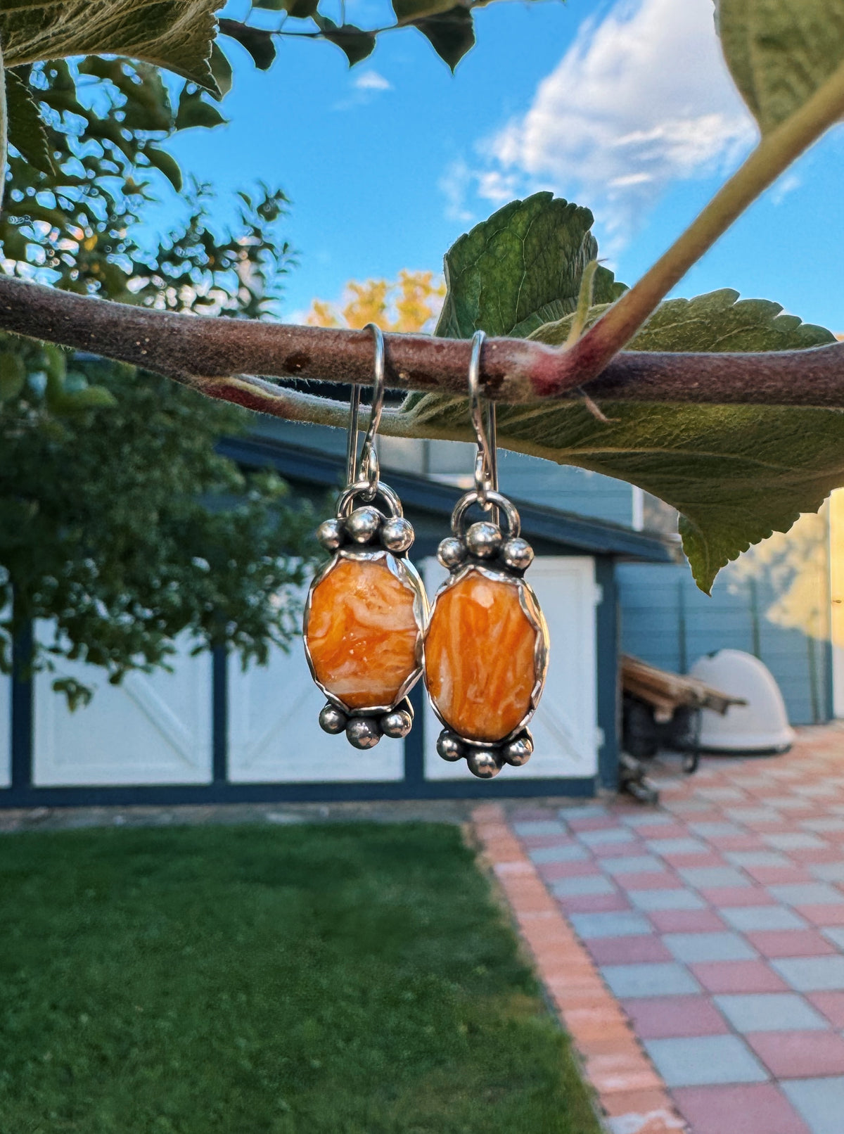 Spiny Dangles